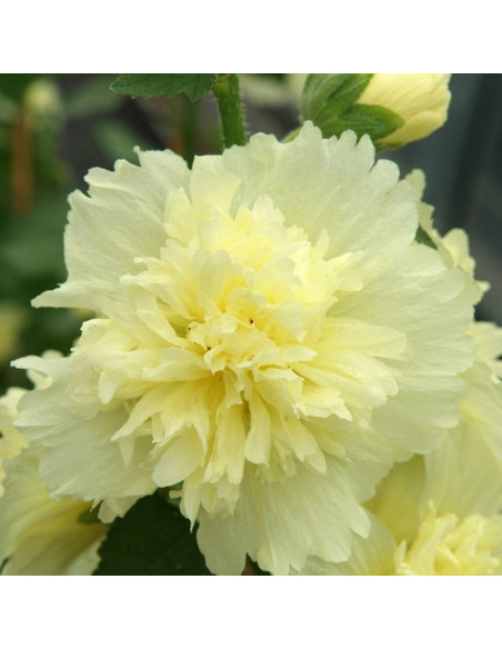 Spring Celebrities Lemon Alcea rosea Malwa różowa
