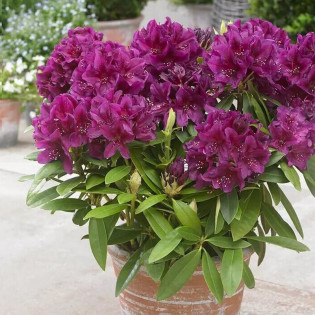 Polarnacht Różanecznik wielkokwiatowy Rhododendron hybridum 2
