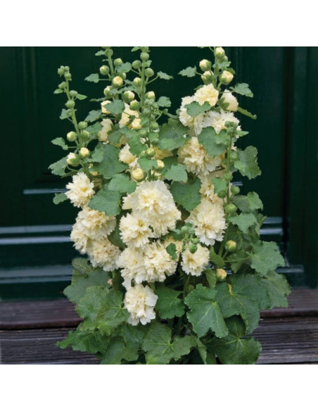 Malwa różowa Alcea rosea Spring Celebrities Lemon