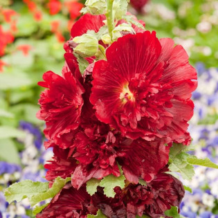Malwa różowa Spring Celebrities Crimson Alcea rosea