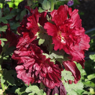 Malwa różowa Spring Celebrities Crimson Alcea rosea 2