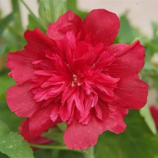 Malwa różowa Spring Celebrities Carmine Rose Alcea rosea