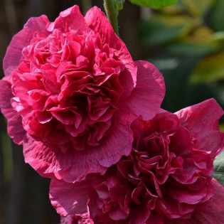 Malwa różowa Spring Celebrities Carmine Rose Alcea rosea 2