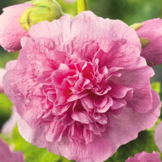 Malwa różowa Pleniflora Alcea rosea