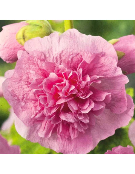 Malwa różowa Pleniflora Alcea rosea