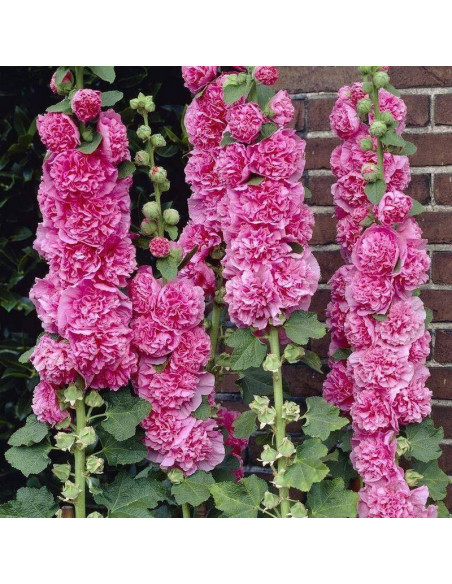 Pleniflora Alcea rosea Malwa różowa