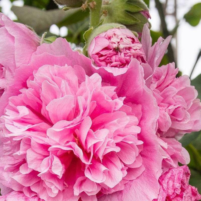 Malwa różowa Alcea rosea Pleniflora