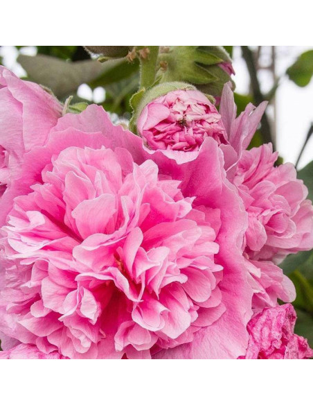Malwa różowa Alcea rosea Pleniflora