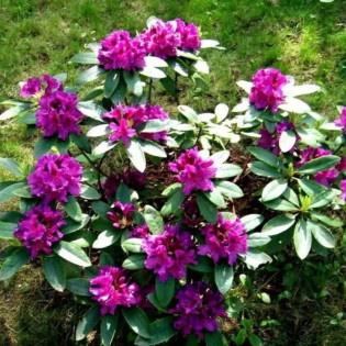 Różanecznik wielkokwiatowy Rasputin Rhododendron hybridum 2