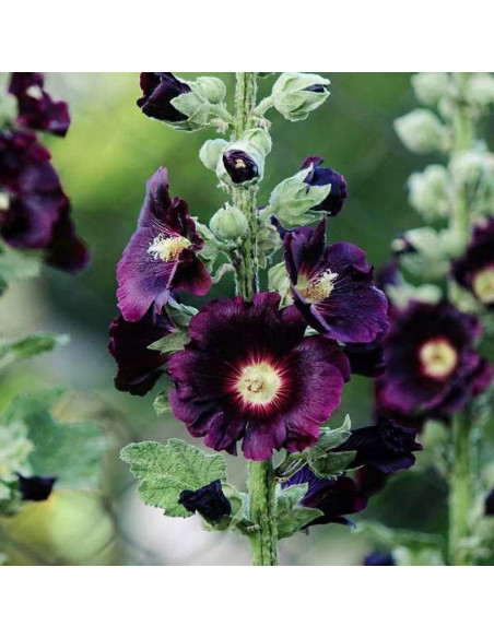Malwa różowa Nigra Alcea rosea