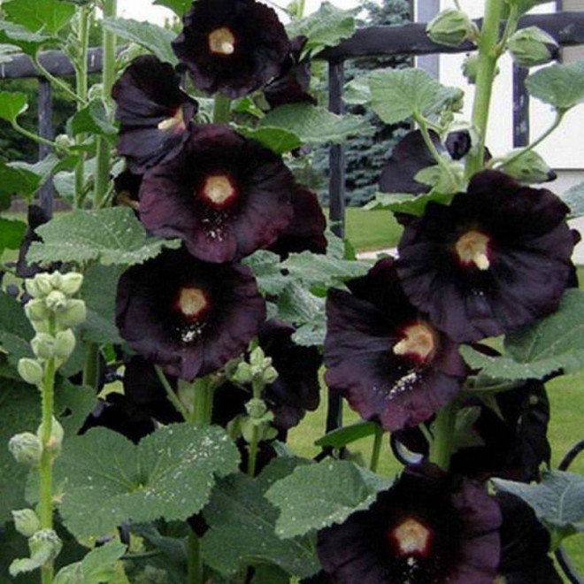 Nigra Alcea rosea Malwa różowa