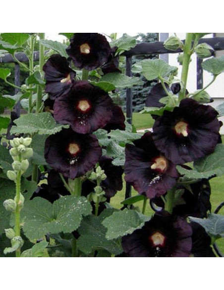 Nigra Alcea rosea Malwa różowa
