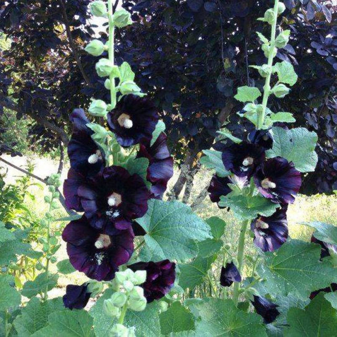 Malwa różowa Alcea rosea Nigra