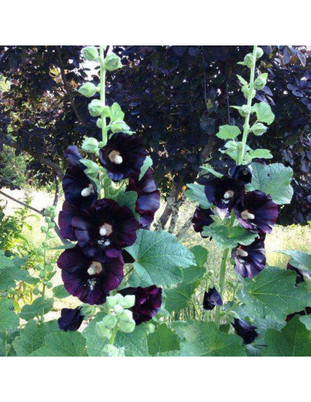 Malwa różowa Alcea rosea Nigra