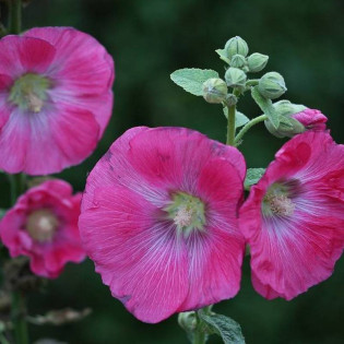 Chatters Rosa Alcea rosea Malwa różowa