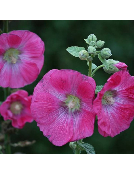 Chatters Rosa Alcea rosea Malwa różowa
