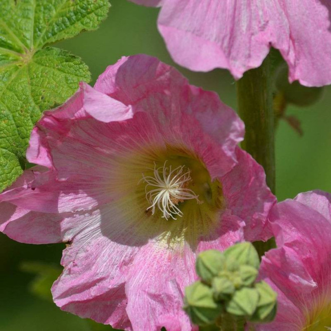 Malwa różowa Chatters Rosa Alcea rosea