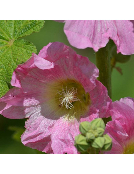 Malwa różowa Chatters Rosa Alcea rosea