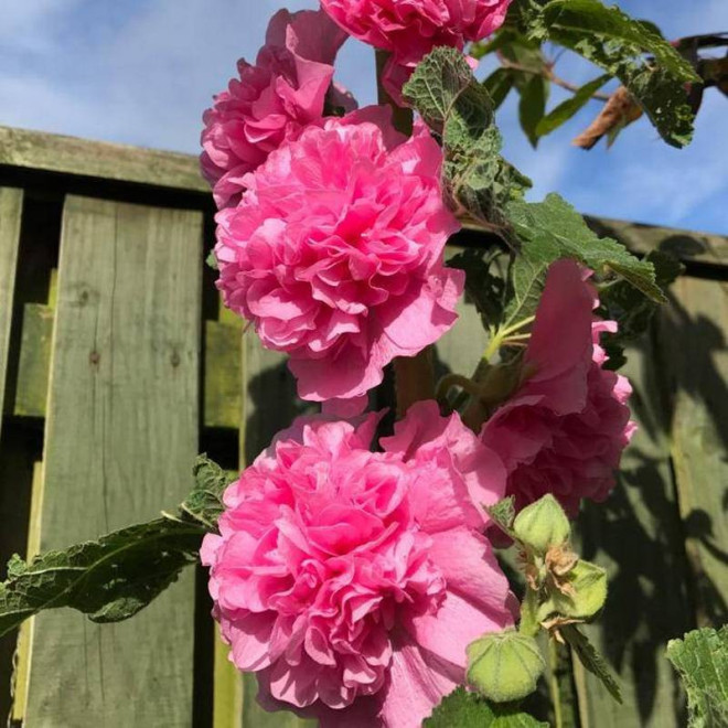 Malwa różowa Alcea rosea Chatters Rosa