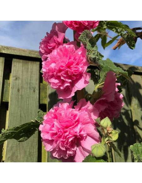 Malwa różowa Alcea rosea Chatters Rosa