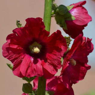 Malwa różowa Alcea rosea