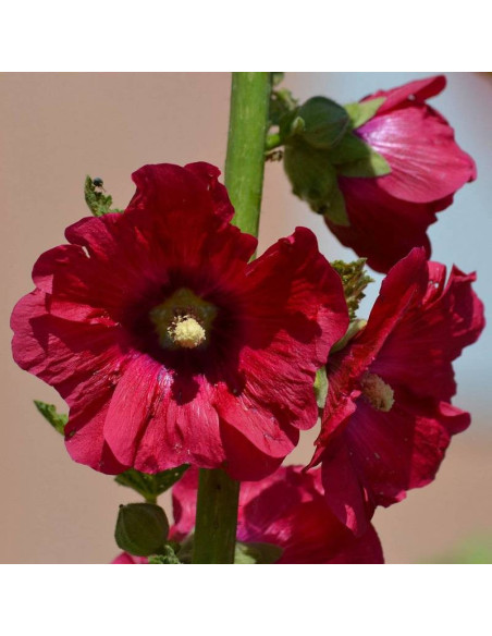 Malwa różowa Alcea rosea