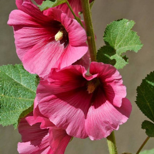 Malwa różowa Alcea rosea 2