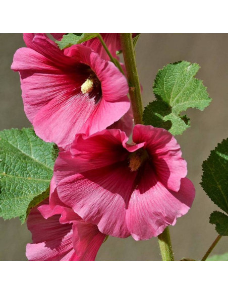 Alcea rosea Malwa różowa