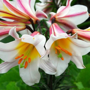 Lilia królewska Lilium regale