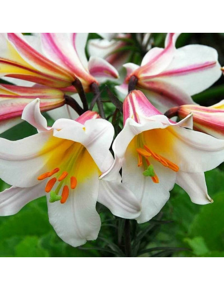Lilia królewska Lilium regale