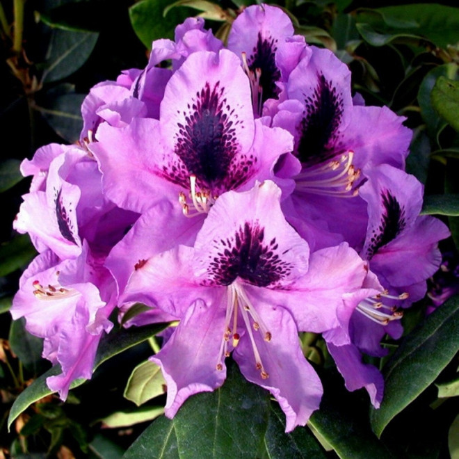 Różanecznik wielkokwiatowy Rasputin Rhododendron hybridum