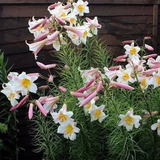 Lilium regale Królewska lilia