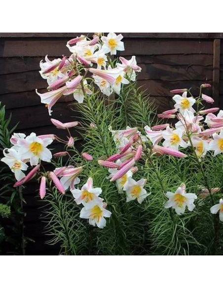 Lilium regale Królewska lilia