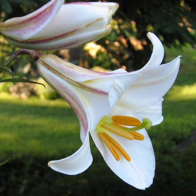 Lilium regale Lilia królewska