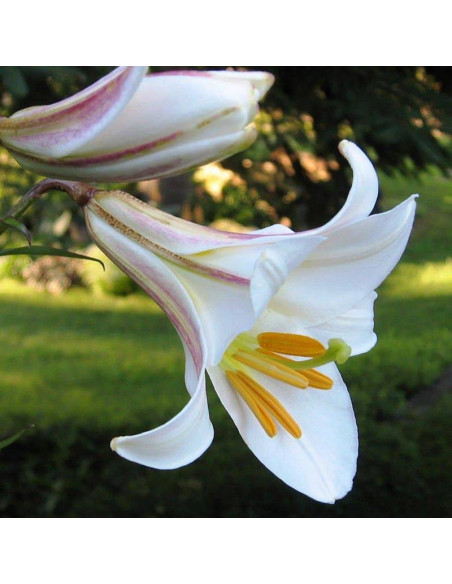 Lilium regale Lilia królewska