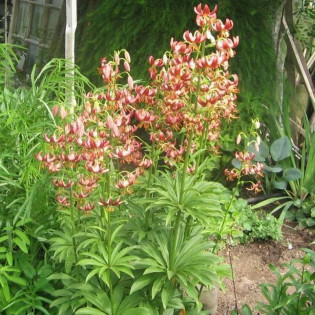 Lilium martagon Lilia złotogłów