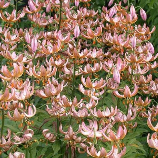 Lilium martagon Lilia złotogłów 2