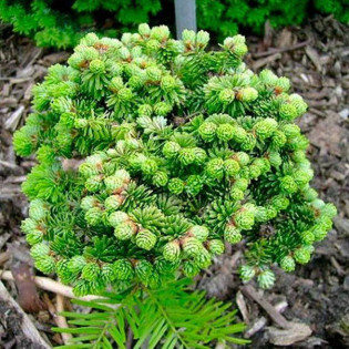 Jodła balsamiczna Kiwi Abies balsamea