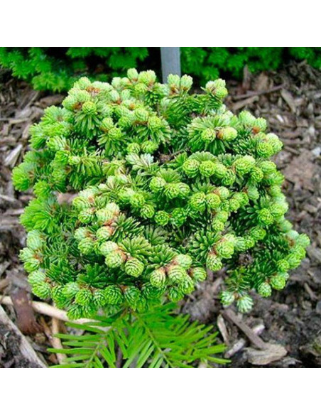 Jodła balsamiczna Kiwi Abies balsamea