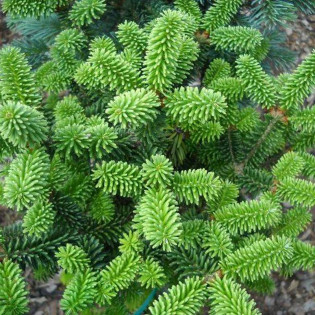Jodła balsamiczna Kiwi Abies balsamea 2