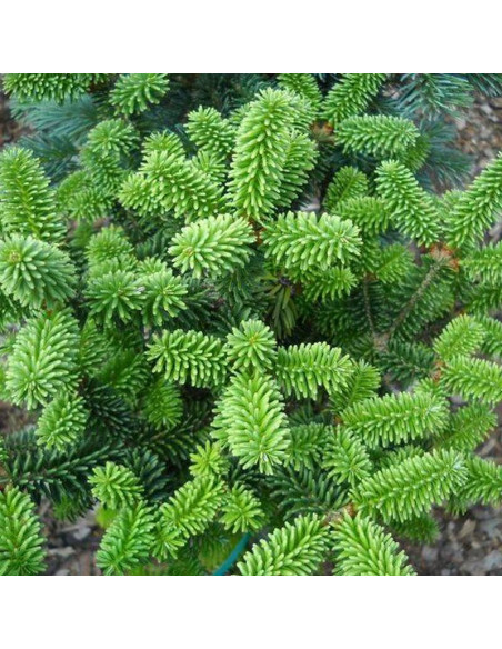 Kiwi Abies balsamea Jodła balsamiczna