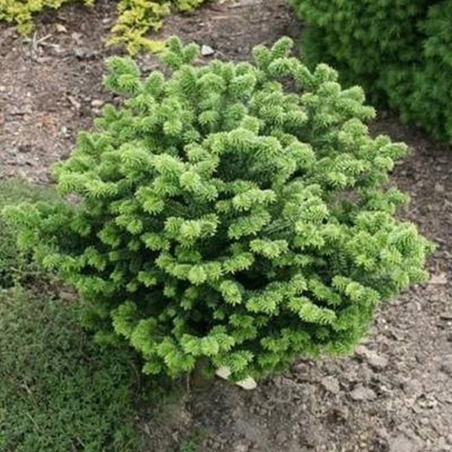 Jodła balsamiczna Abies balsamea Kiwi