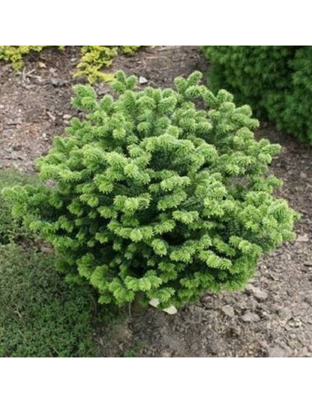 Jodła balsamiczna Abies balsamea Kiwi