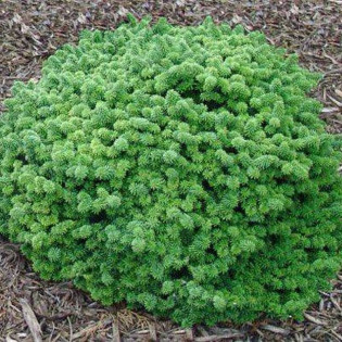 Jodła balsamiczna Globosa Abies balsamea