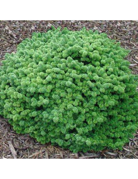 Jodła balsamiczna Globosa Abies balsamea