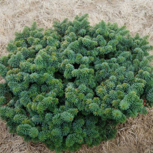 Jodła balsamiczna Globosa Abies balsamea 2