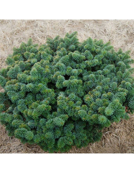 Globosa Abies balsamea Jodła balsamiczna