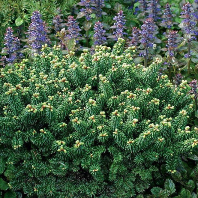 Jodła balsamiczna Abies balsamea Globosa Jodła balsamiczna Abies balsamea Globosa