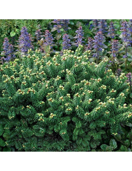 Jodła balsamiczna Abies balsamea Globosa