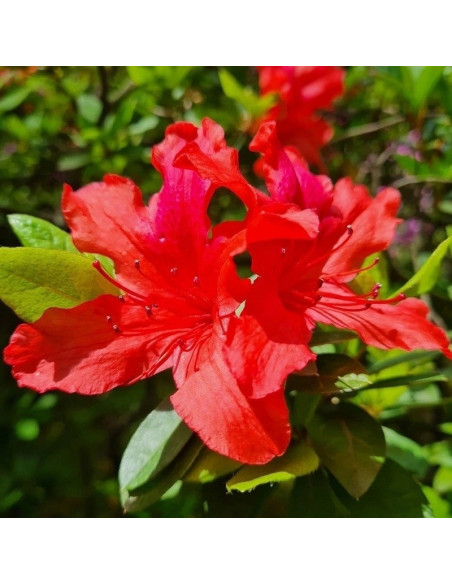 Azalia japońska Lola Rhododendron obtusum
